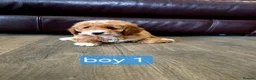 Cockapoo dogs for sale: Adorable F1 Cockapoo pups ♥️🐕🐾 in Bury Saint Edmunds - Advert 15