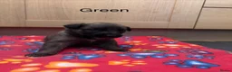 Mixed Breed dogs for sale: German Shepherd cross lurcher puppies  - Advert 11