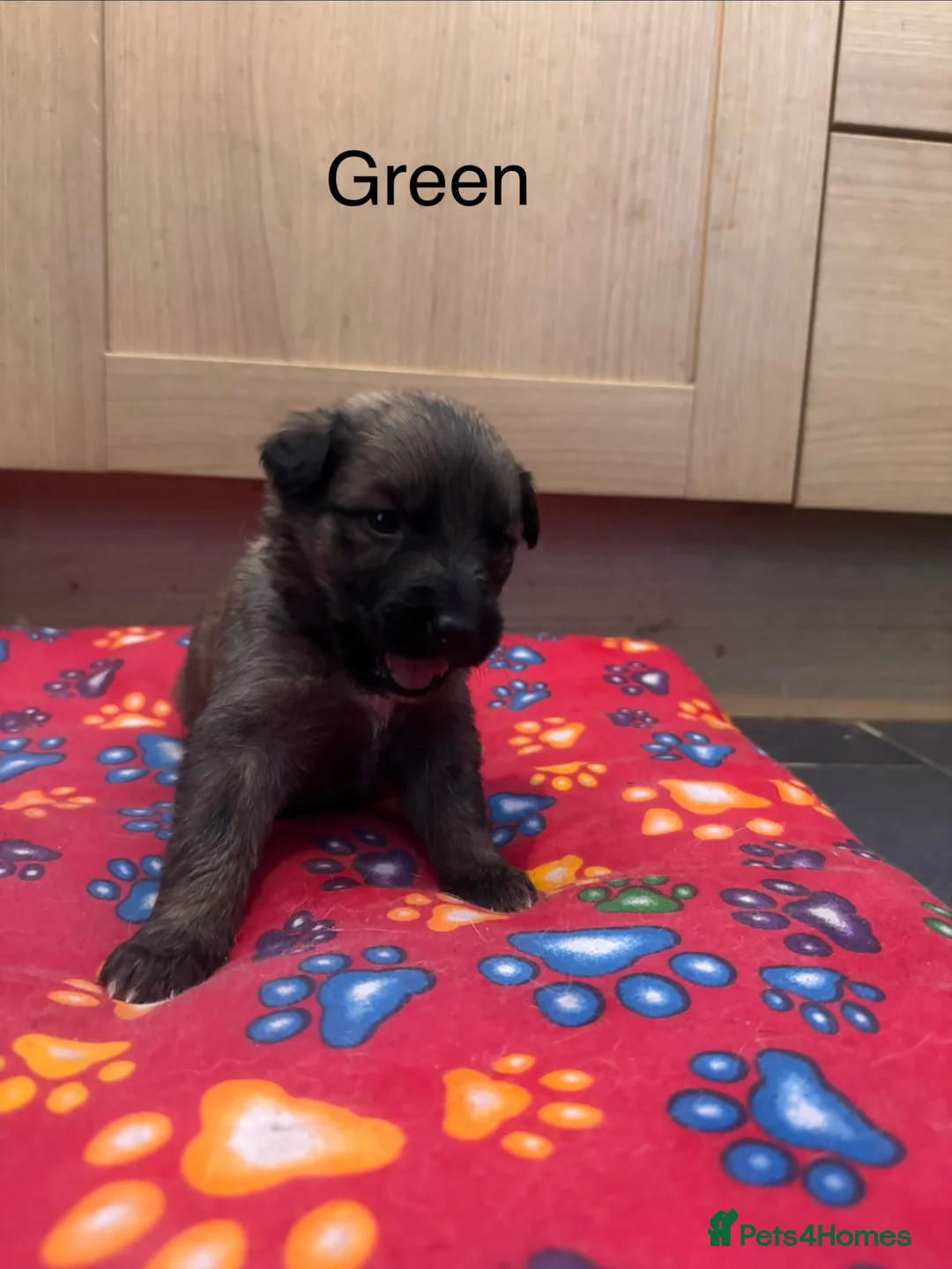 Mixed Breed dogs for sale: German Shepherd cross lurcher puppies  - Advert 11