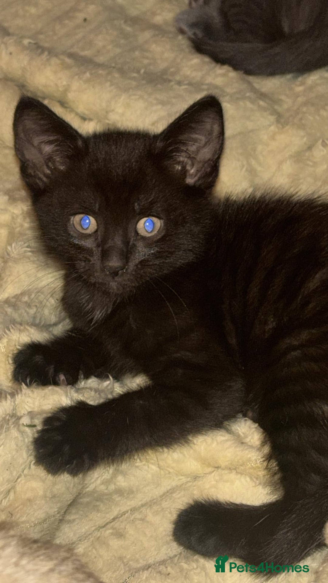 Oriental cats for sale: Male oriental kittens for sale - Advert 5