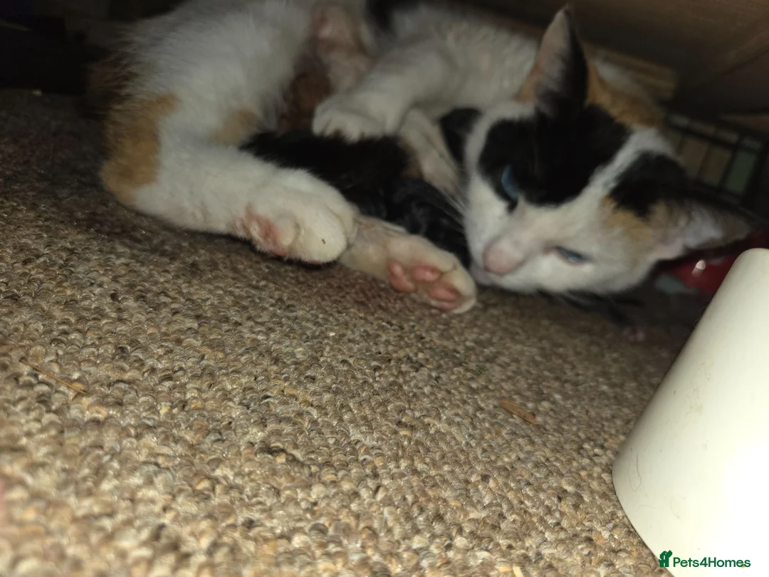 Mixed Breed cats for sale: 1 lovely white 10 week old kitten  - Advert 2