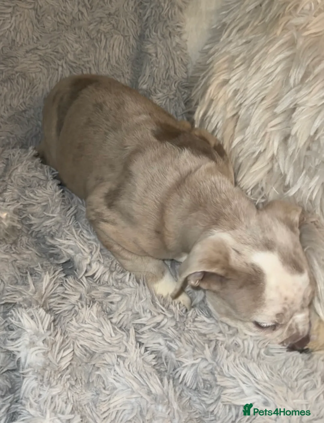 Olde English Bulldogge dogs for sale: Beautiful Merle boy OEB  - Advert 5