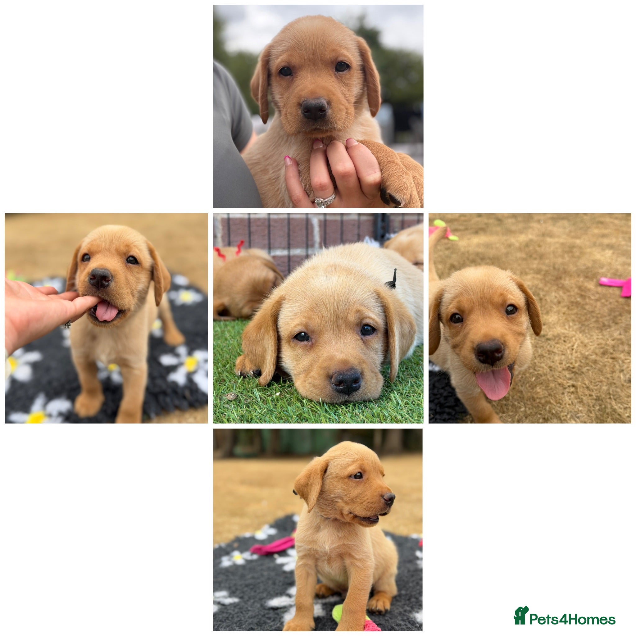 Labrador Retriever dogs Outstanding Yellow Male Labrador,KC&health tested - Advert 2