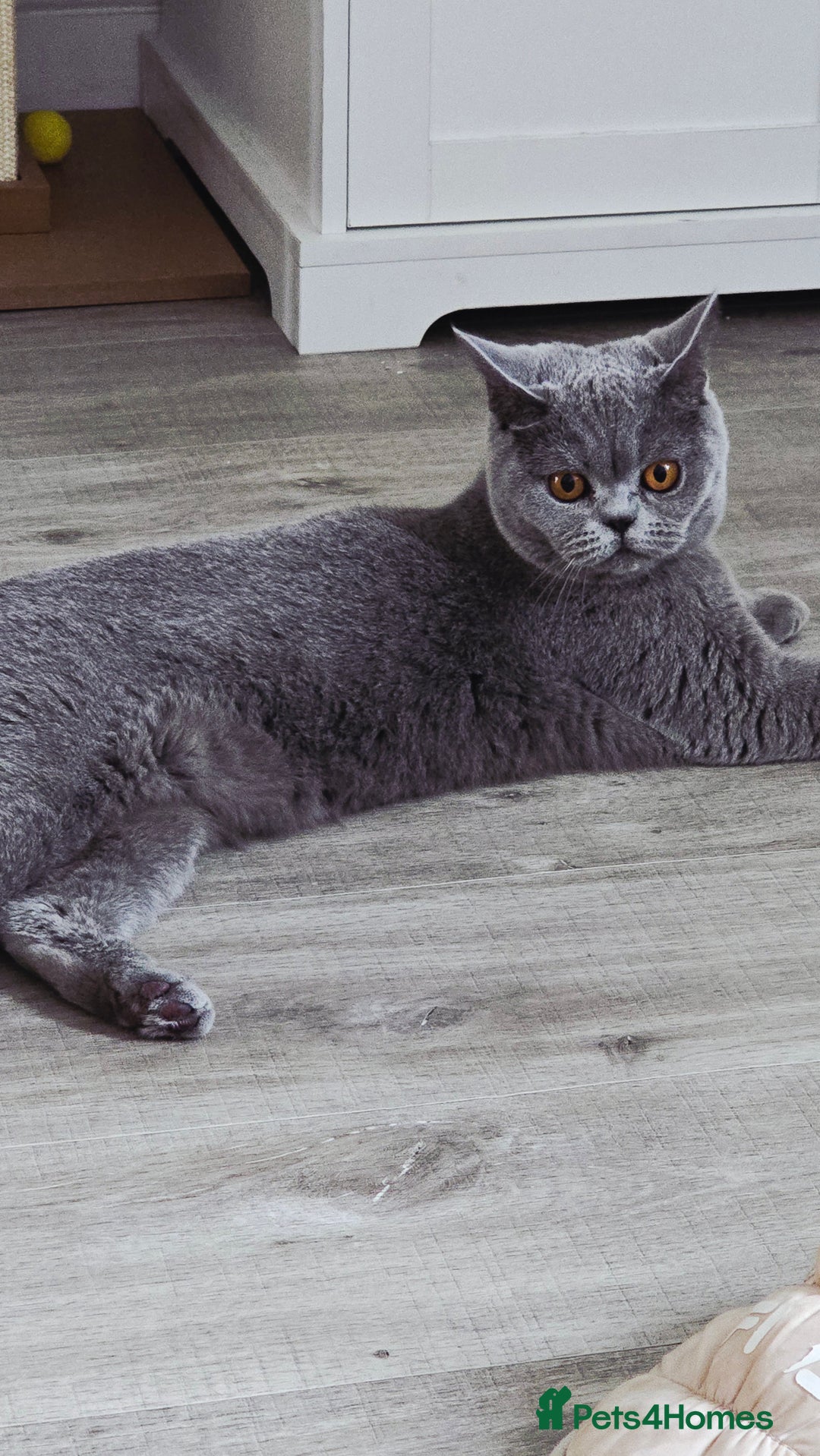 British Shorthair cats for sale: Stunning GCCF&TICA Active BSH Queen - Advert 6