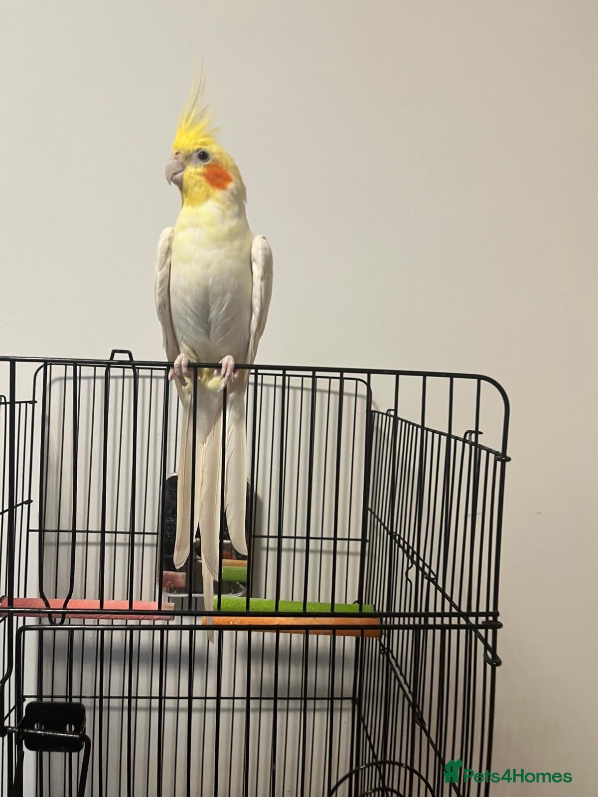 Cockatiels birds Australian Cockatiel - Advert 1