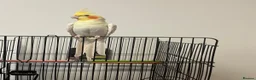Cockatiels birds for sale: Australian Cockatiel in London - Advert 1