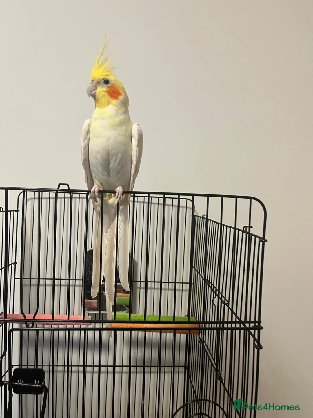 Cockatiels birds for sale: Australian Cockatiel in London - Advert 1