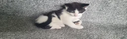 Mixed Breed cats for sale: cute kittens are looking for their new home in Gateshead - Advert 6