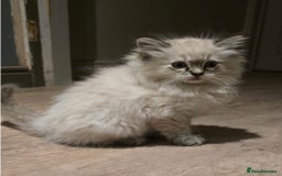 Ragdoll cats for sale: 5 Beautiful Ragdoll Kittens  - Image 10