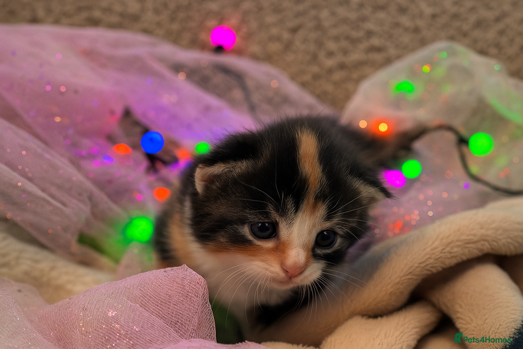 Mixed Breed cats for sale: Stunning kittens  - Image 4