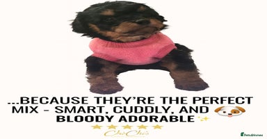 Cavapoo dogs - Advert 6