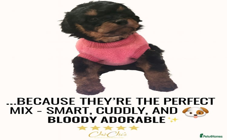Cavapoo dogs - Advert 4