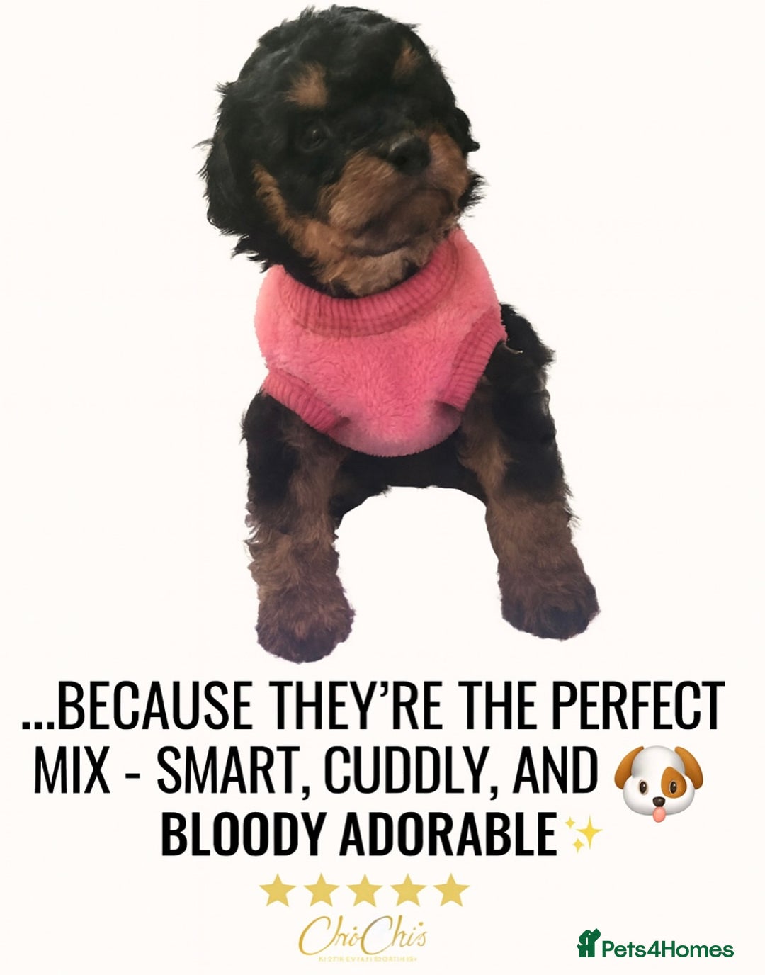 Cavapoo dogs for sale: Our last Toy cavapoo puppy looking for a home  - Image 6