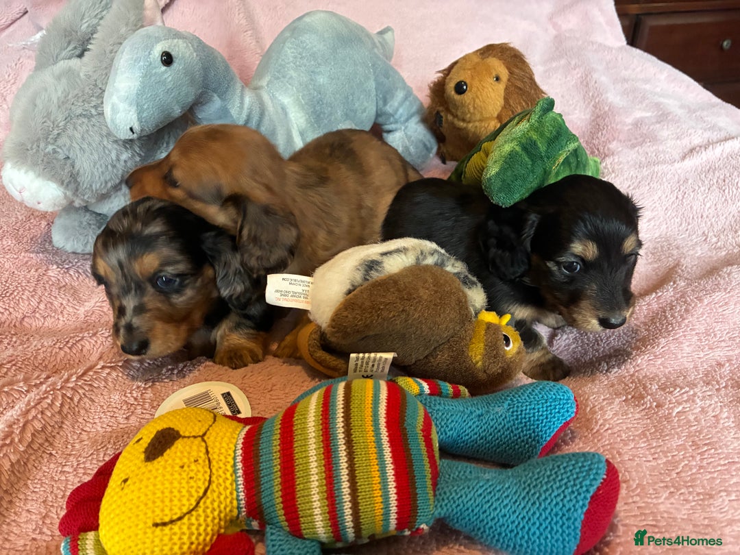 Dachshund dogs for sale: KC reg PRA clear gorgeous puppies - Image 7