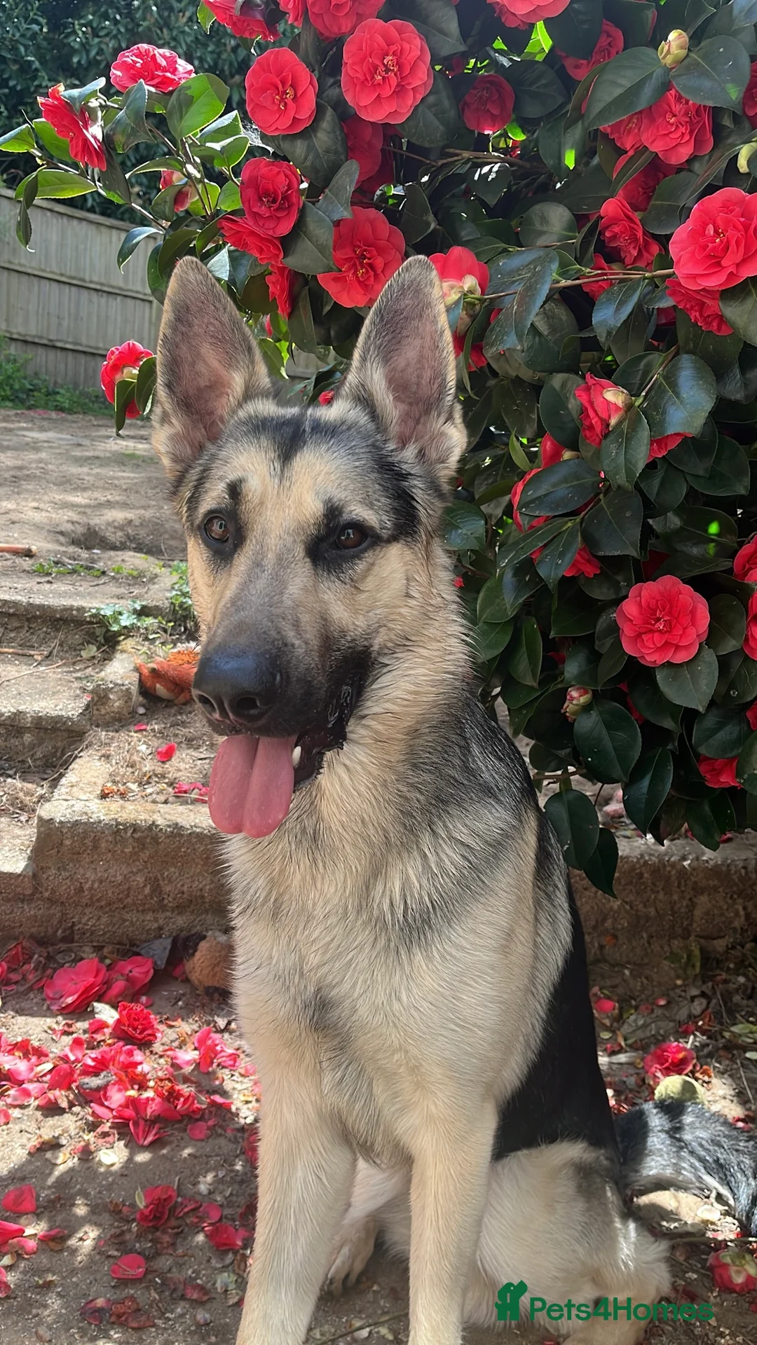 German Shepherd dogs for sale: Male German shepherd for rehoming - Advert 3