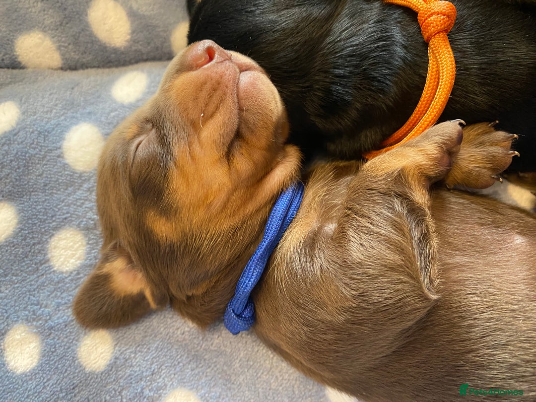 Miniature Dachshund dogs for sale: TRUE MINIATURE DACHSHUND PUPPIES  - Image 9