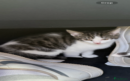 Bengal cats for sale: 3 kittens for sale  - Image 7