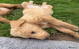 Labradoodle dogs for sale: Health tested chunky and fluffy labradoodles  - Image 27