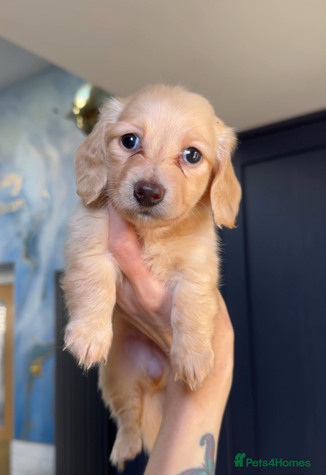 Miniature Dachshund dogs for sale: ℂ𝕝𝕖𝕒𝕣 ℂ𝕣𝕖𝕒𝕞 𝕄𝕚𝕟𝕚 𝔻𝕒𝕔𝕙𝕤𝕙𝕦𝕟𝕕𝕤 in Bootle - Image 4