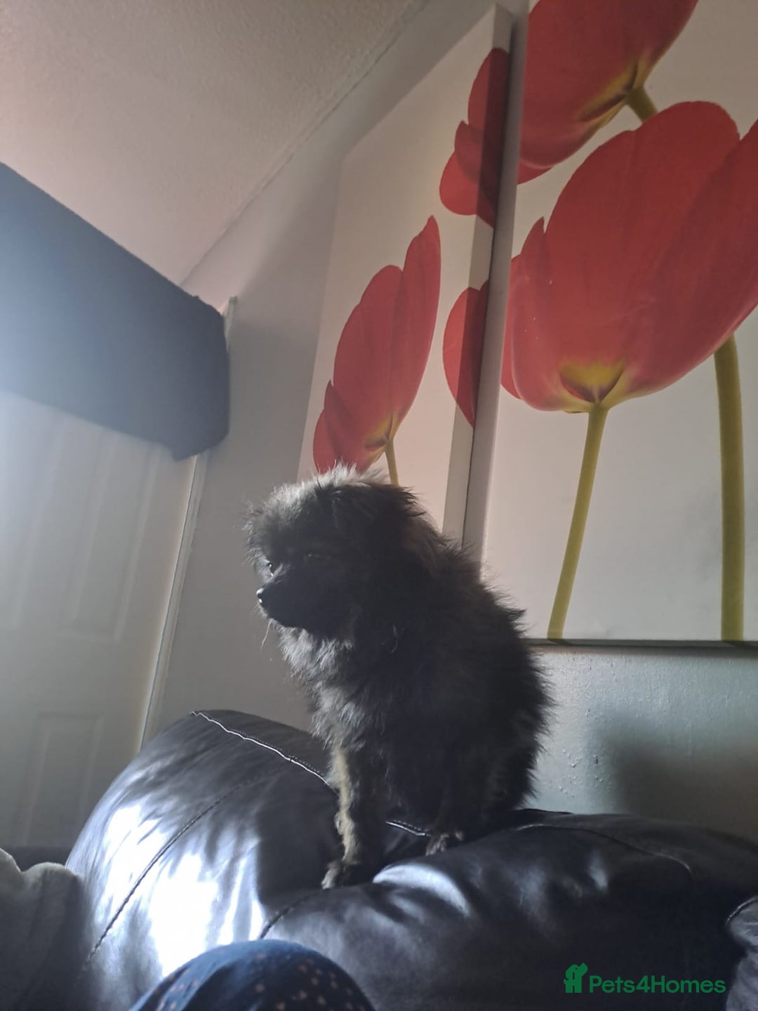 Pomchi dogs for sale: Pomchi for sale - Image 3