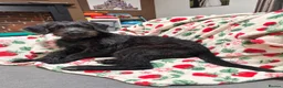 Mixed Breed dogs for sale: Gorgeous German shep x standard poodle pup in Knottingley - Advert 1