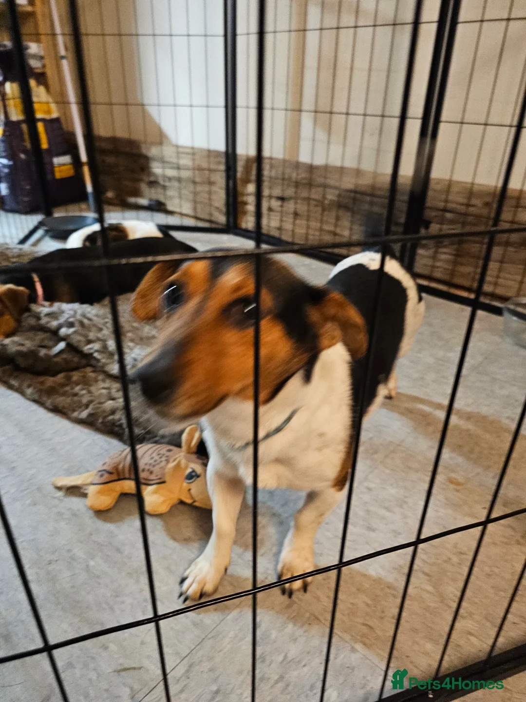 Jack Russell dogs for sale: Shiloh - Advert 4