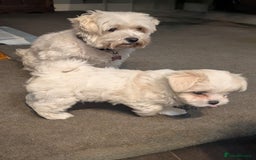 Maltese dogs for sale: Absolutely adorable Maltese girl  - Image 18