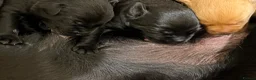 Labrador Retriever dogs for sale: Beautiful Labrador puppies in Bideford - Advert 4