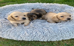 Miniature Dachshund dogs for sale: English Cream Mini Long Haired Dachshund  - Image 15