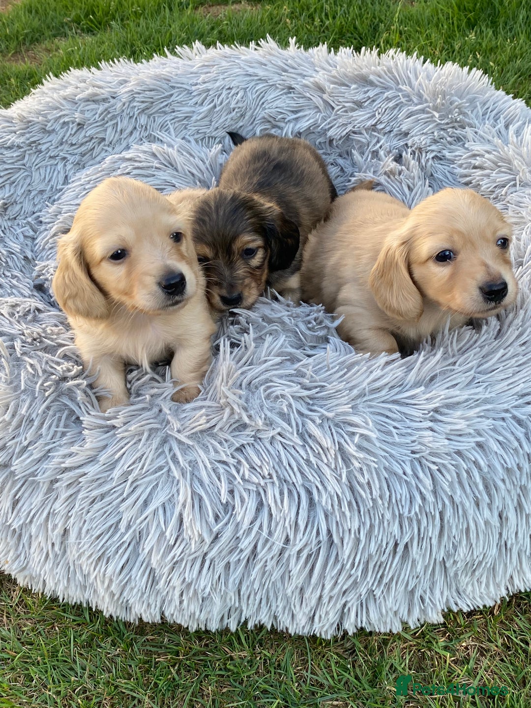 Miniature Dachshund dogs for sale: English Cream Mini Long Haired Dachshund  - Image 15
