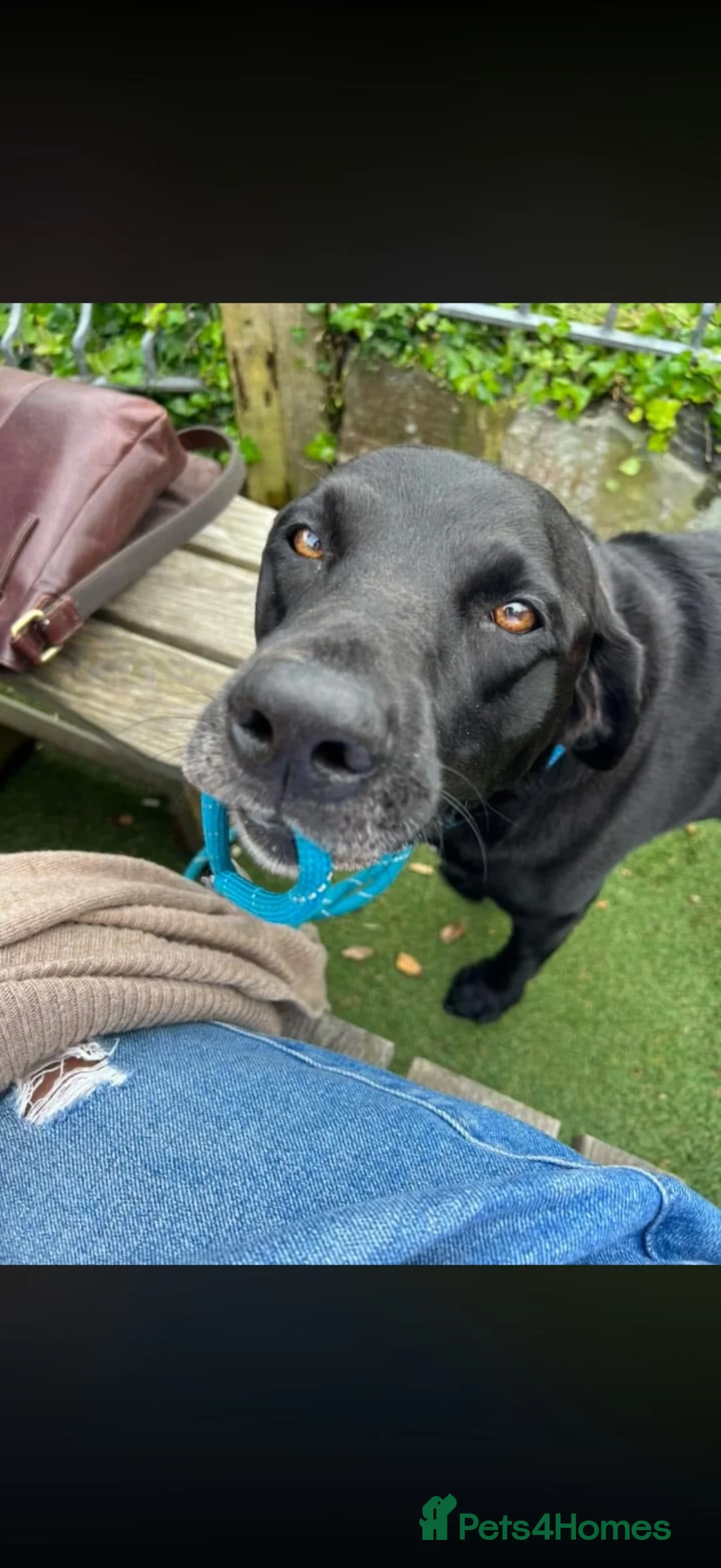 Labrador Retriever dogs for sale: Two Black KC Reg Labrador bitches from litter  in Yelverton - Advert 32
