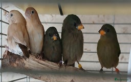 Finches birds for sale:  Finches=Red throated parrotfinchs  - Image 3