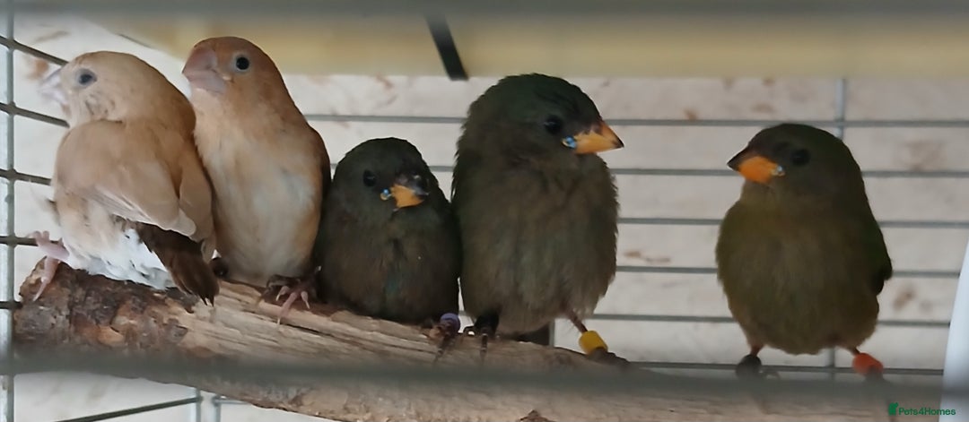 Finches birds for sale:  Finches=Red throated parrotfinchs  - Image 3