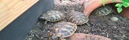 Tortoise reptiles for sale: 2026 Home Hatched Hermanns Tortoises For Sale - Advert 3