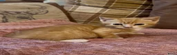 Mixed Breed cats for sale: 3 beautiful male kittens (dad is Persian)  - Advert 24