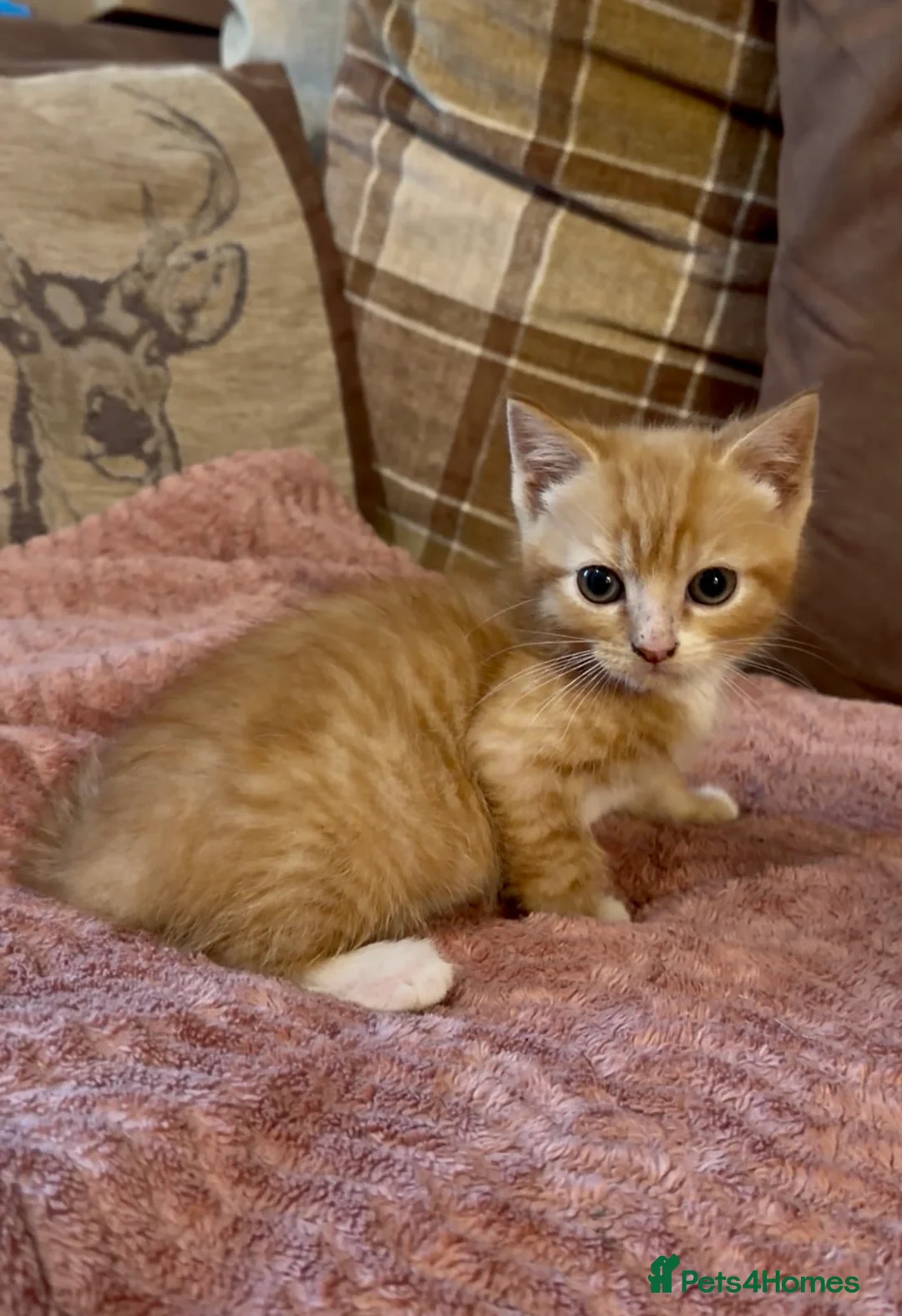 Mixed Breed cats for sale: 3 beautiful male kittens (dad is Persian)  - Advert 24