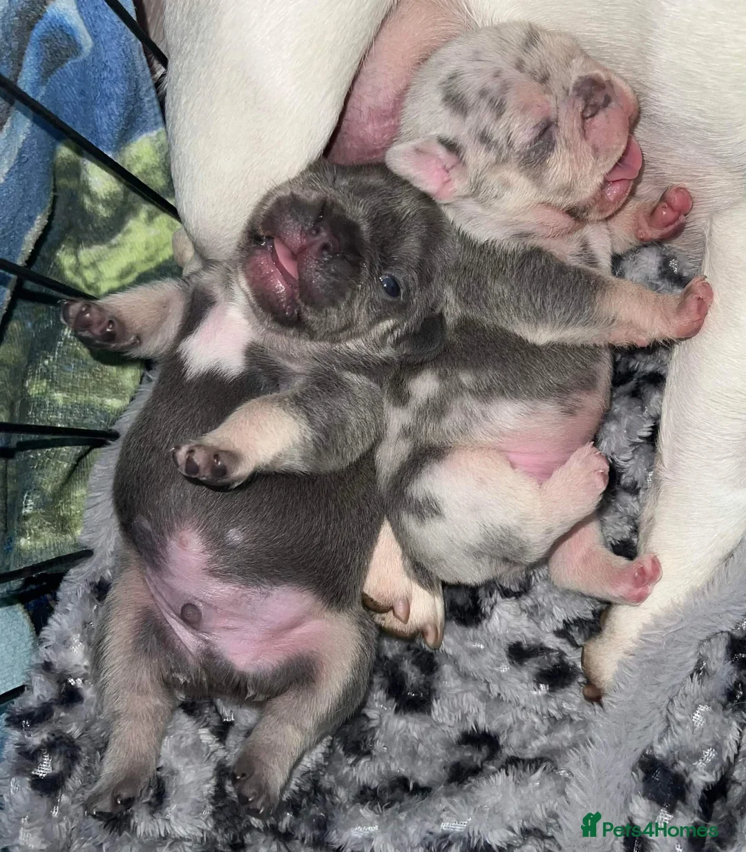French Bulldog dogs for stud: Lilac tan merle in Sheffield - Advert 15