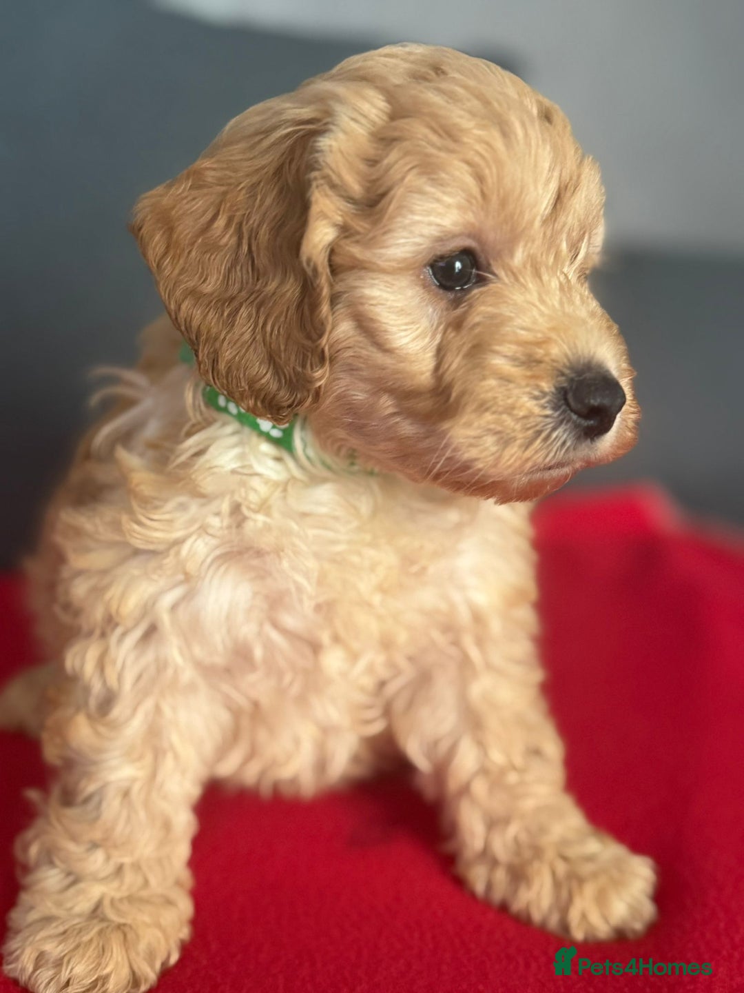 Cockapoo dogs for sale: Gorgeous Cockerpoo puppies - Image 3