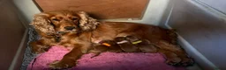 Cockapoo dogs for sale: Lovely Red/Gold F1 Golden Cockapoo Pups Available - Advert 5