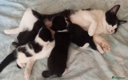 Mixed Breed cats for sale: 4 Beautiful Kittens - Image 1