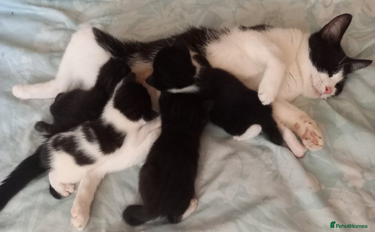 Mixed Breed cats - Advert 4