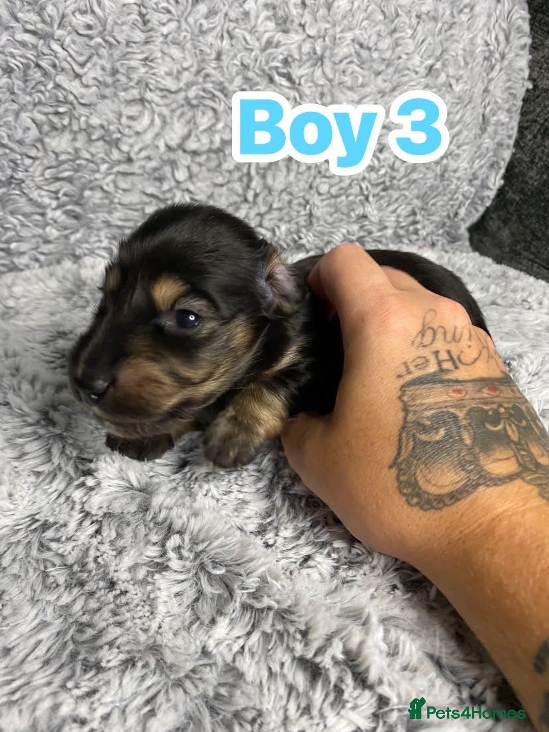 Dachshund dogs for sale: Long haired dachshunds - Image 7