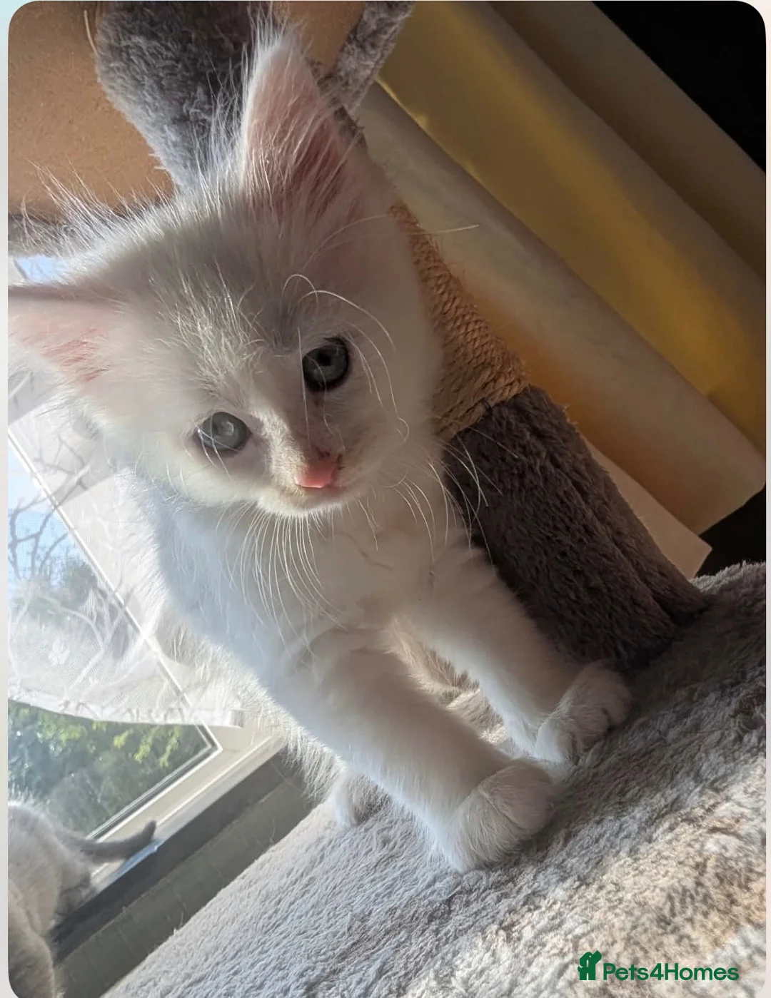 Maine Coon cats for sale: Maine coon X in Taunton - Advert 14