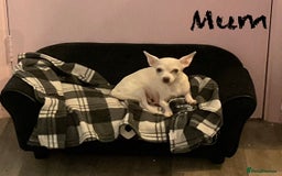 Pomchi dogs for sale: Beautiful Fluffy Pomchis - Image 36