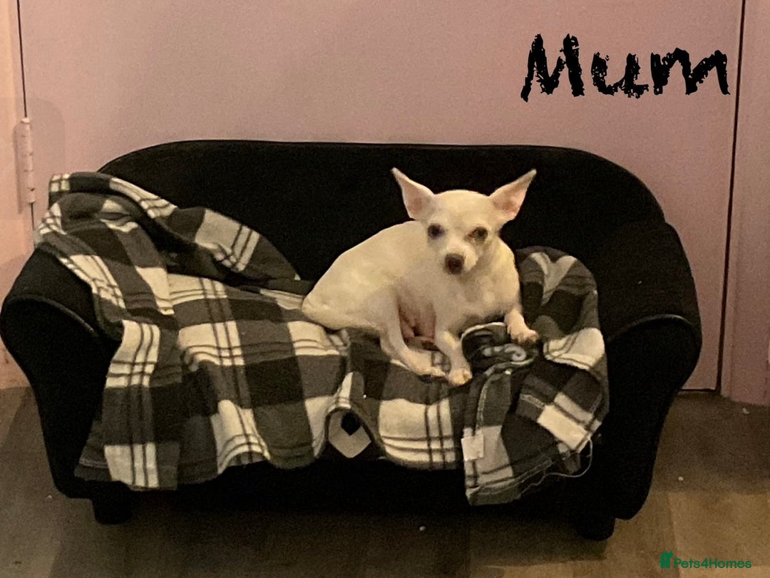 Pomchi dogs for sale: Beautiful Fluffy Pomchis - Image 36
