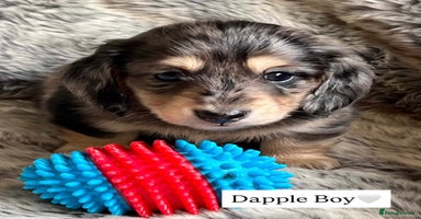 Miniature Dachshund dogs - Advert 4