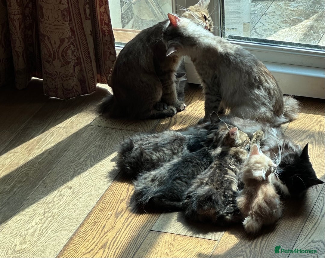 Kurilian Bobtail cats for sale: A new best friend for life - Image 8