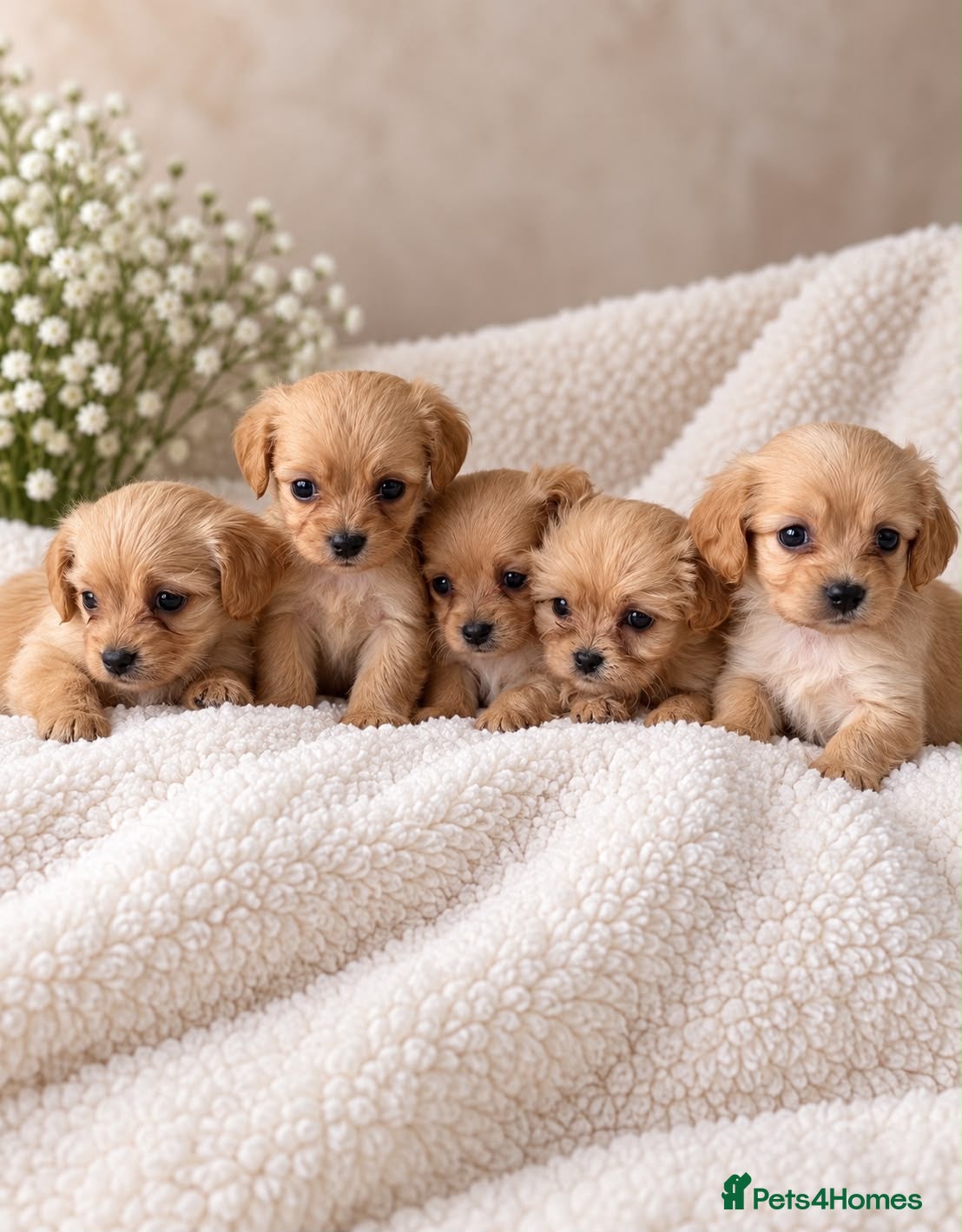Cavachon dogs Lovely Cavachon puppies  - Advert 1