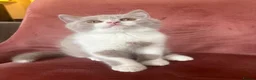 British Shorthair cats for sale: 5 BEAUTIFUL BRITISH SHORTHAIR 💕 - Advert 11