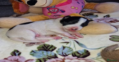 Mixed Breed dogs - Advert 16